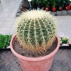 Cactus Grusonii - tienda online