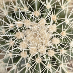 Cactus Grusonii Blanco en internet