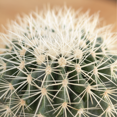 Cactus Grusonii Blanco