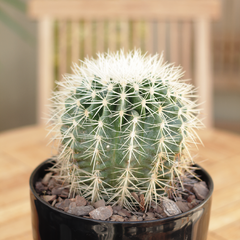 Cactus Grusonii Blanco - comprar online