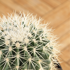 Cactus Grusonii Blanco - tienda online