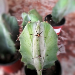 Cactus Stenocereus
