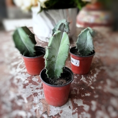 Cactus Stenocereus - Vivero Mario