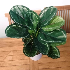 Calathea Medallion Artificial