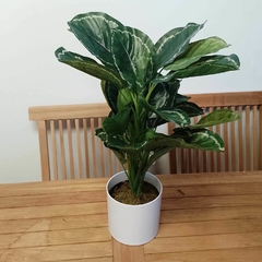 Calathea Medallion Artificial en internet