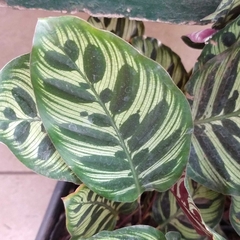 Calathea Makoyana