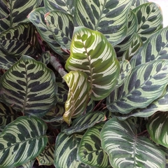 Calathea Makoyana - comprar online