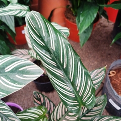 Calathea Ornata