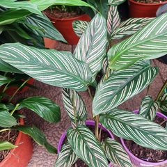 Calathea Ornata en internet