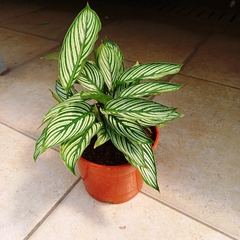 Calathea Vittata