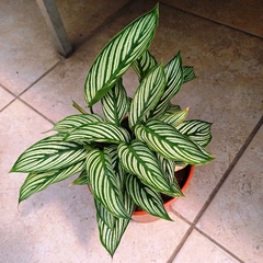 Calathea Vittata - Vivero Mario