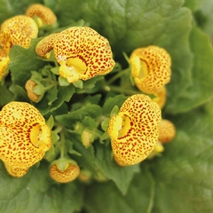 Calceolaria