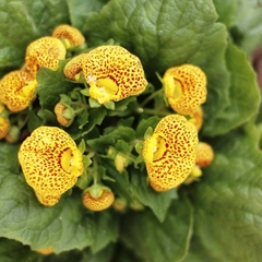 Calceolaria - comprar online