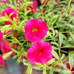 Calibrachoa - comprar online