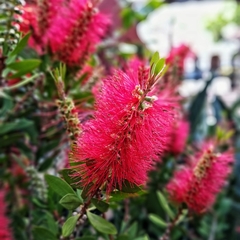 Callistemon Imperialis