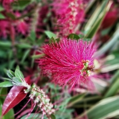 Callistemon Imperialis - comprar online