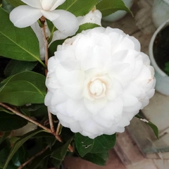 Camelia Japónica - Vivero Mario