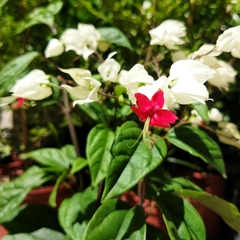 Clerodendrum Thomsoniae