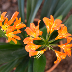 Clivia