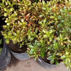 Coprosma tricolor - comprar online