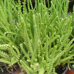 Crasa Crassula Muscosa