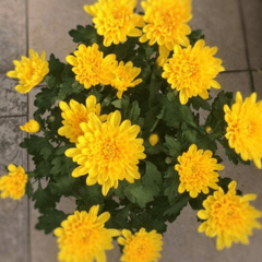 Imagen de Crisantemo Doble