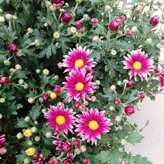 Imagen de Crisantemo Simple