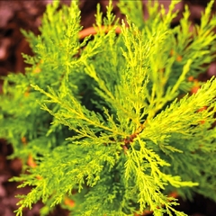 Cupressus Lambertiana Aurea - comprar online