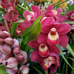 Orquídea Cymbidium - comprar online