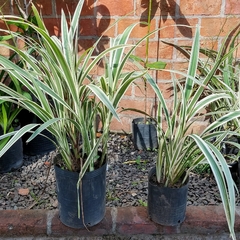 Dianella Variegata - comprar online