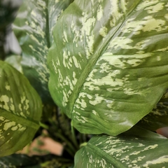 Dieffenbachia Natural Touch (Artificial) - comprar online