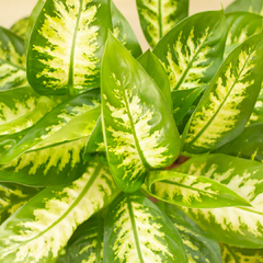 Dieffenbachia Tropic en internet