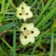 Dietes Bicolor - tienda online