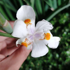 Dietes Nola Alba.