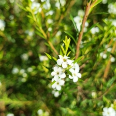 Diosma