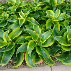 Dracaena Dorada - comprar online