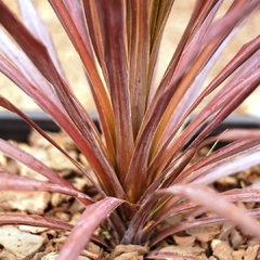 Dracaena Indivisa Rubra - comprar online