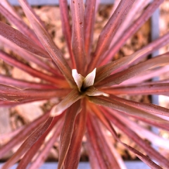 Dracaena Indivisa Rubra - Vivero Mario