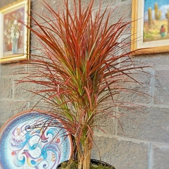 Dracaena Colorama - comprar online