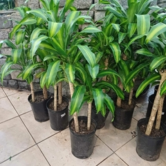 Dracaena Massangeana - Vivero Mario