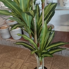 Dracaena massangeana (Artificial) - Vivero Mario