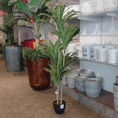 Dracaena massangeana (Artificial)