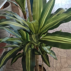 Dracaena massangeana (Artificial) - comprar online