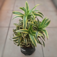 Dracaena Reflexa Variegata en internet