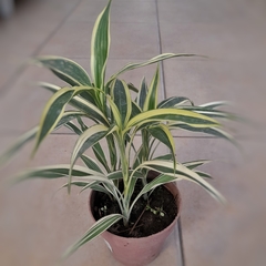 Dracaena Sanderiana White Stripe en internet