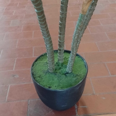 Imagen de Dracaena warnekki (Artificial)