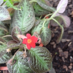 Episcia Cupreata en internet