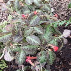 Episcia Cupreata