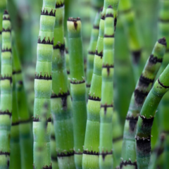 Equisetum