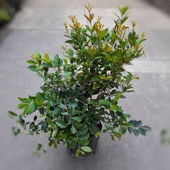 Eugenia Myrtifolia - comprar online